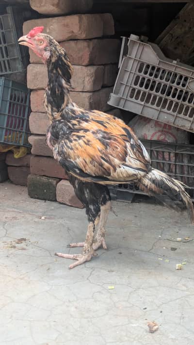 Jawa Murgha aur Cheeni Murghi