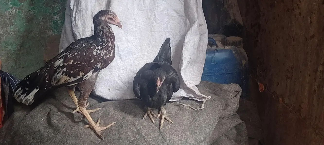mianwali cross punjab 2 females — photo 2