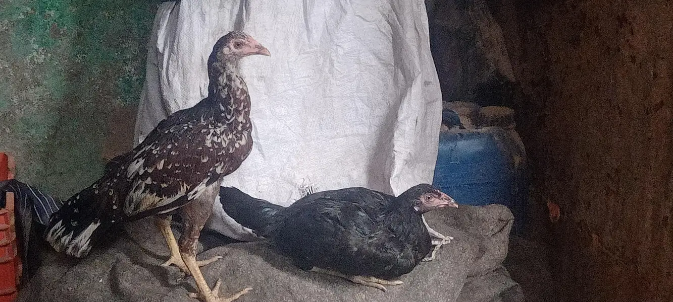 mianwali cross punjab 2 females — photo 5