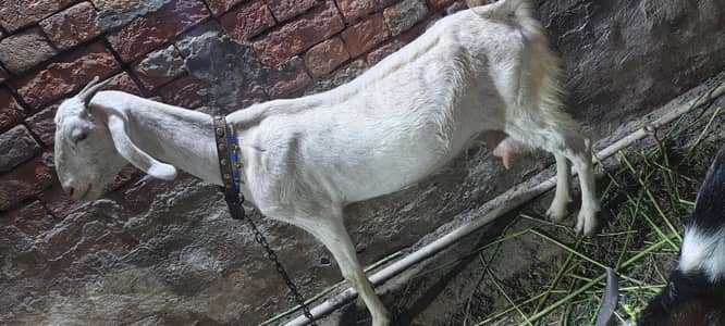 Gabban Bakri