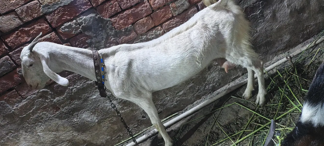 Gabban Bakri — photo 2