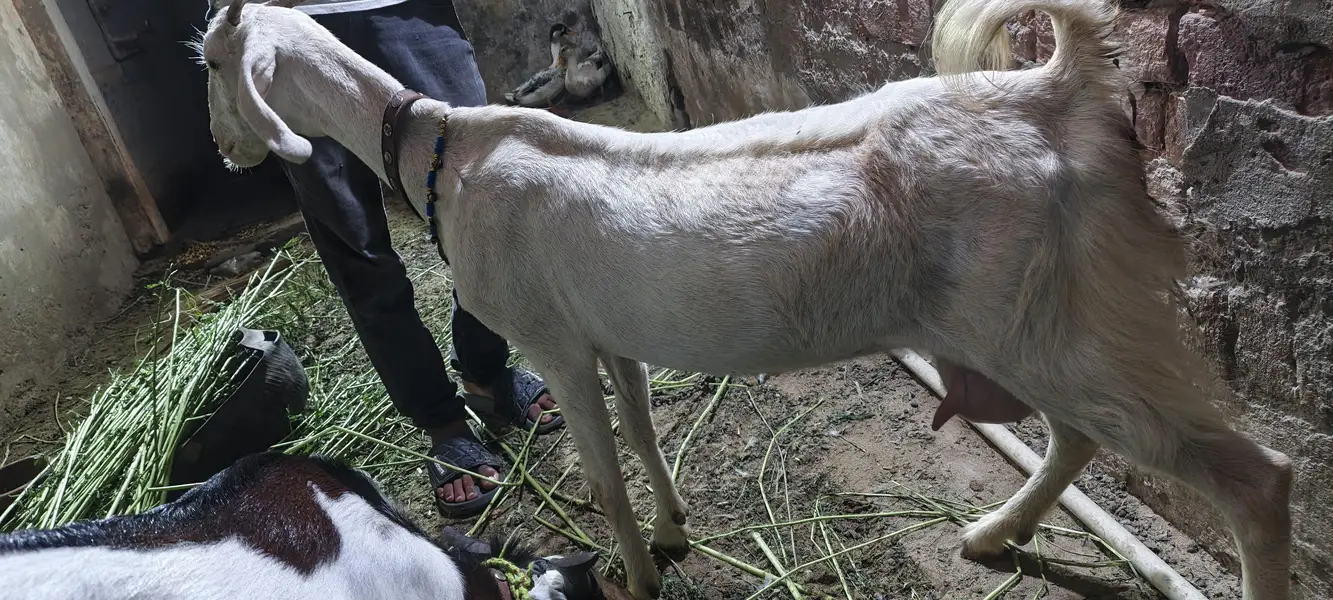 Gabban Bakri — photo 3