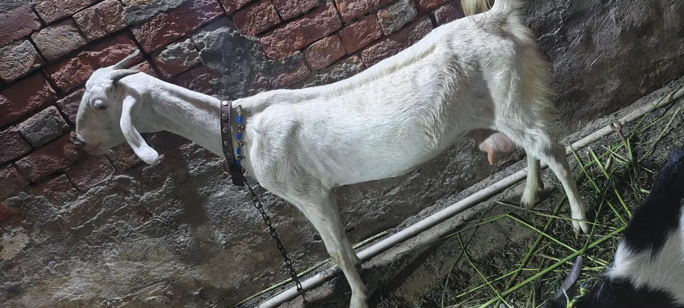 Gabban Bakri — photo 4