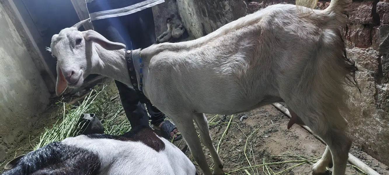 Gabban Bakri — photo 5