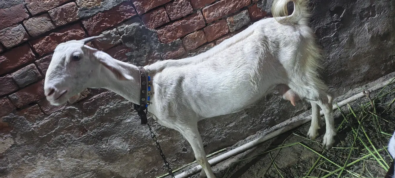 Gabban Bakri — photo 6