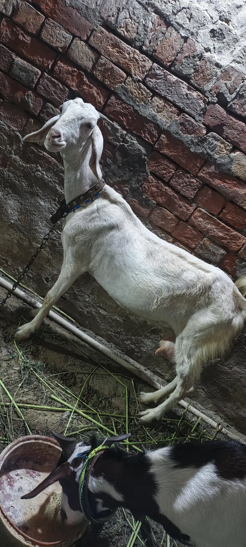 Gabban Bakri — photo 7