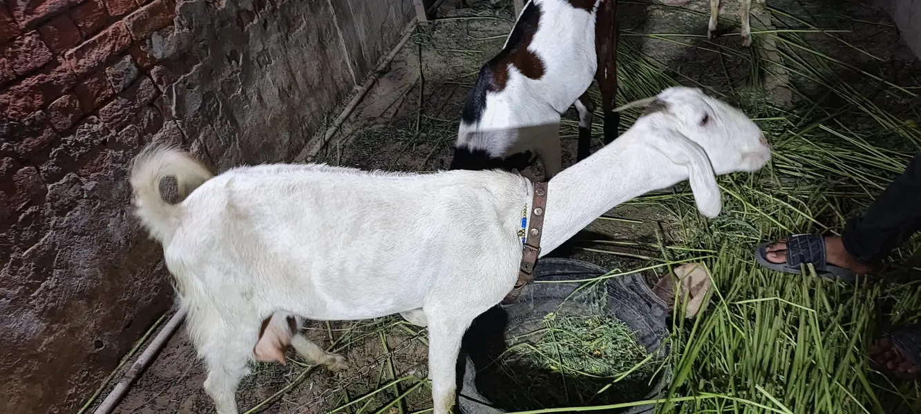 Gabban Bakri — photo 8