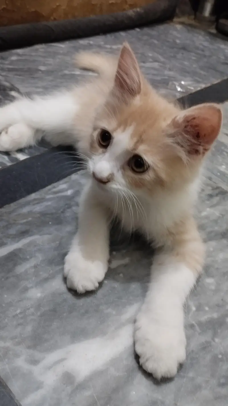 Persian Male Kitten — photo 2