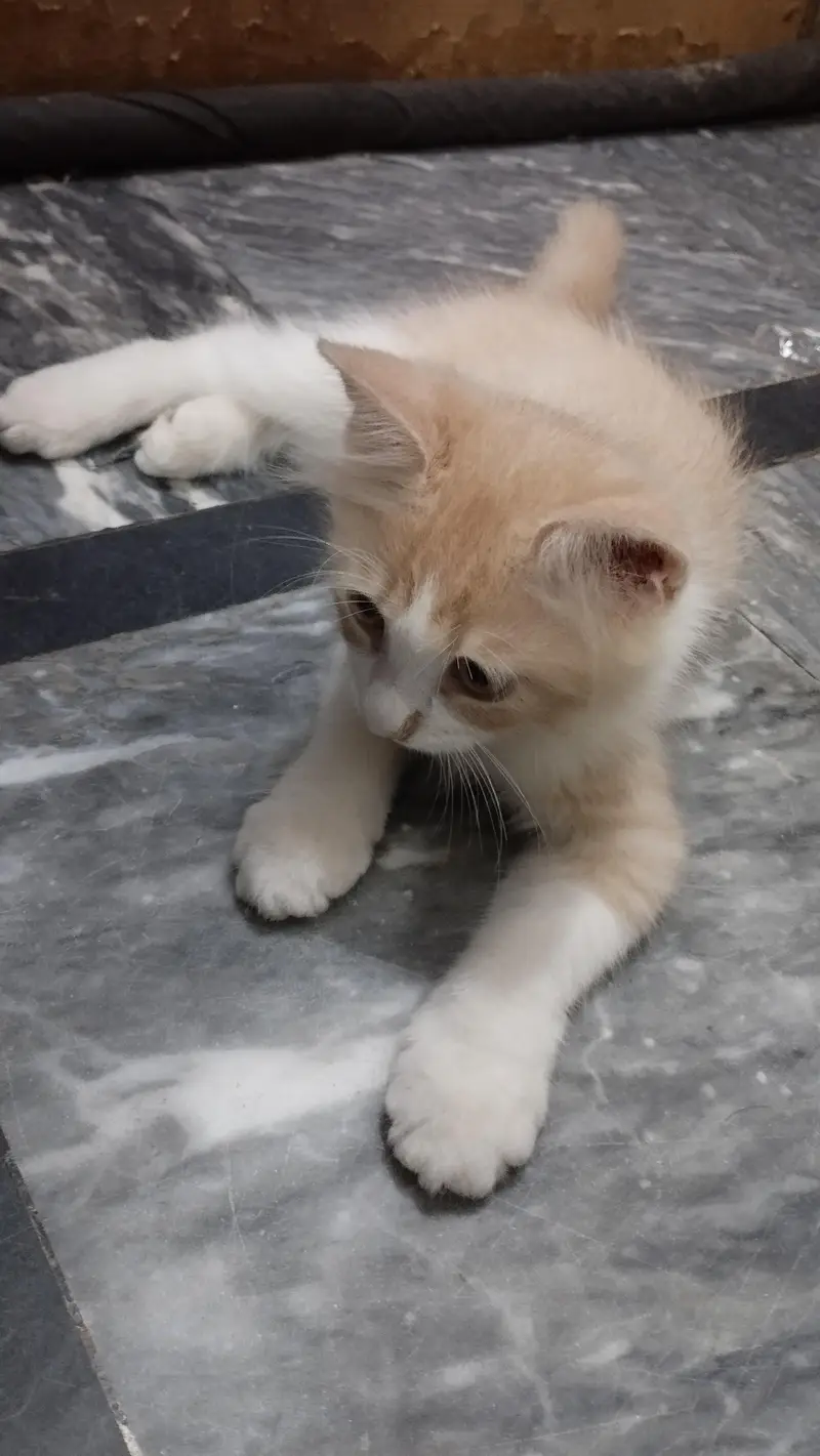 Persian Male Kitten — photo 3