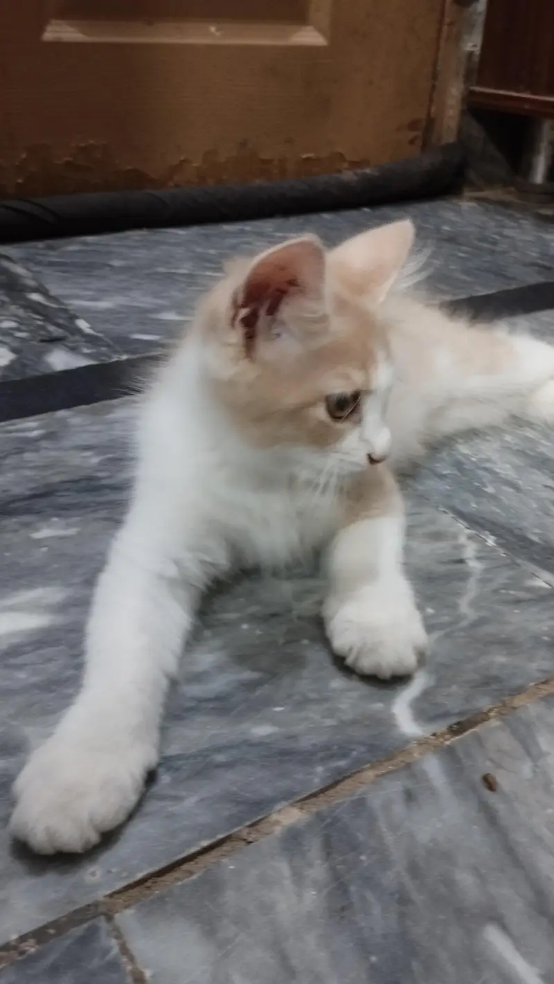 Persian Male Kitten — photo 4