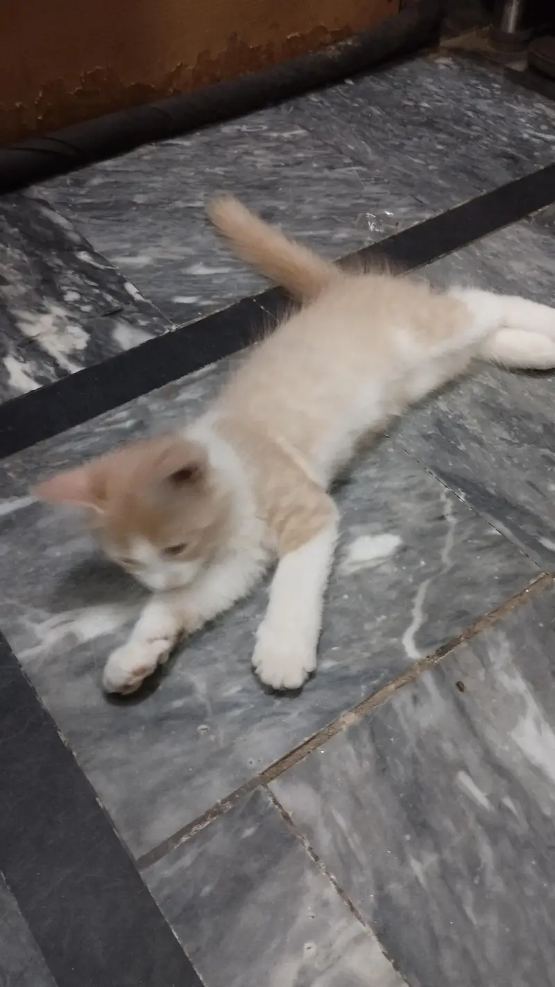 Persian Male Kitten — photo 5