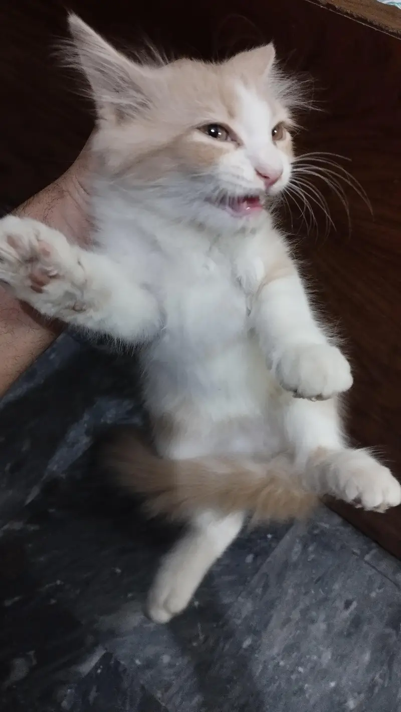 Persian Male Kitten — photo 6