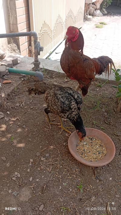 peela aseel male and female