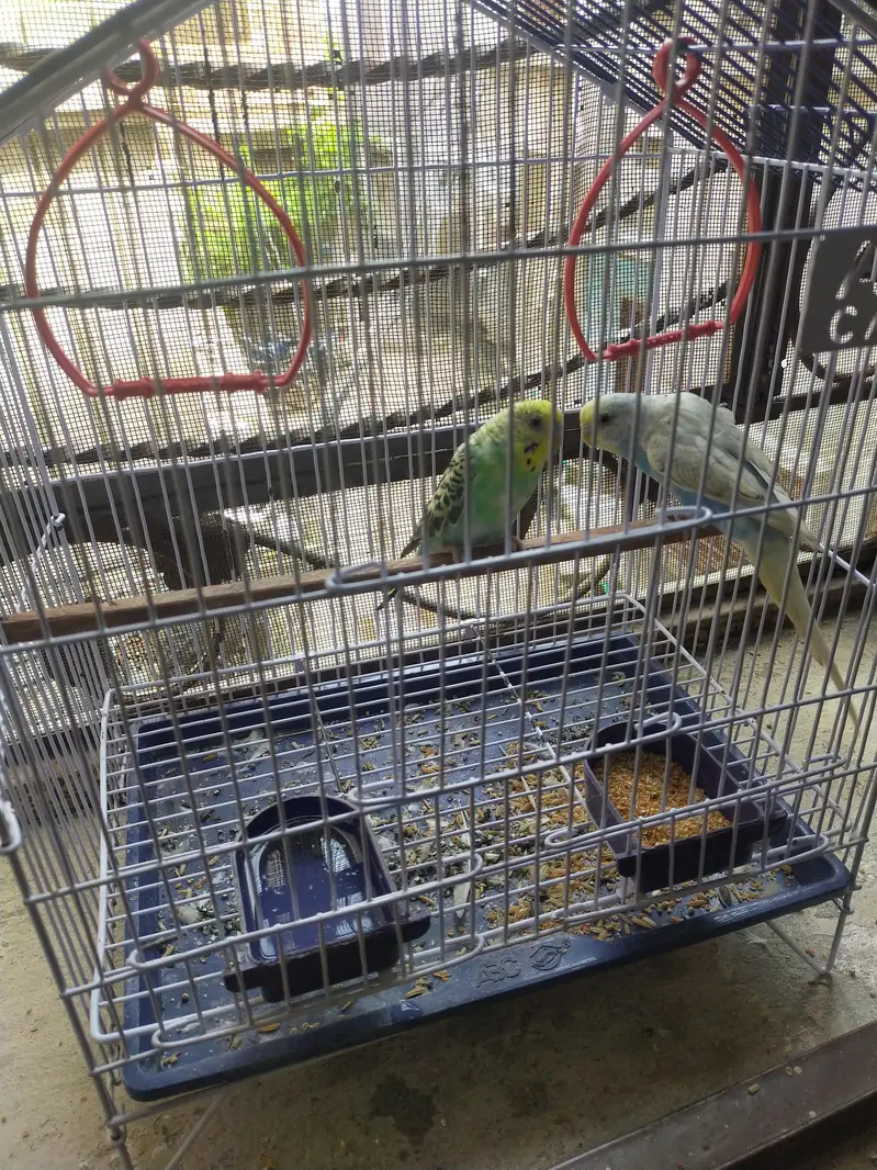 4 Australian parrot with 2 Pinjaray — photo 3