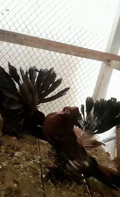 American fantail chiks pair