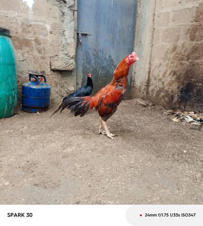 Turkish Hint breeder