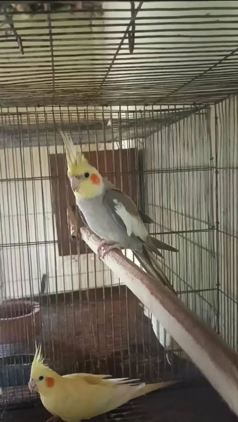 Cockatiels pairs for sale. / lovebirds / ringnecks / Rosella/budgies — photo 2