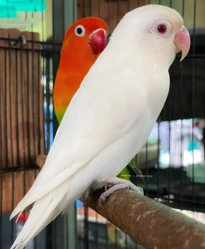 Cockatiels pairs for sale. / lovebirds / ringnecks / Rosella/budgies — photo 3