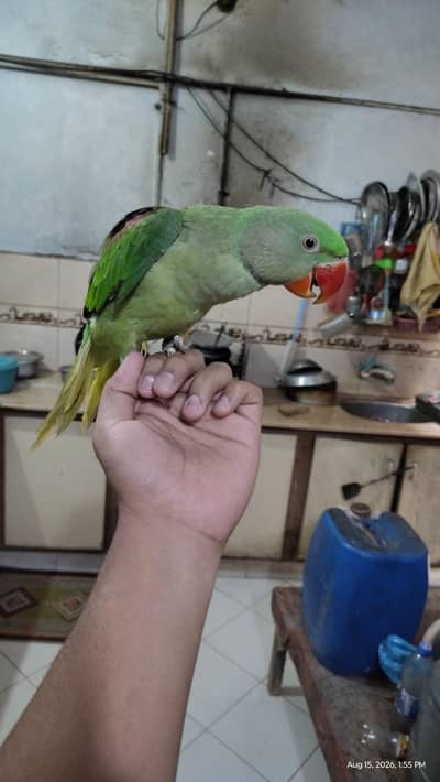 parrot