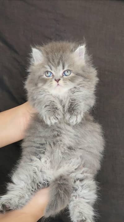 Persian kittens