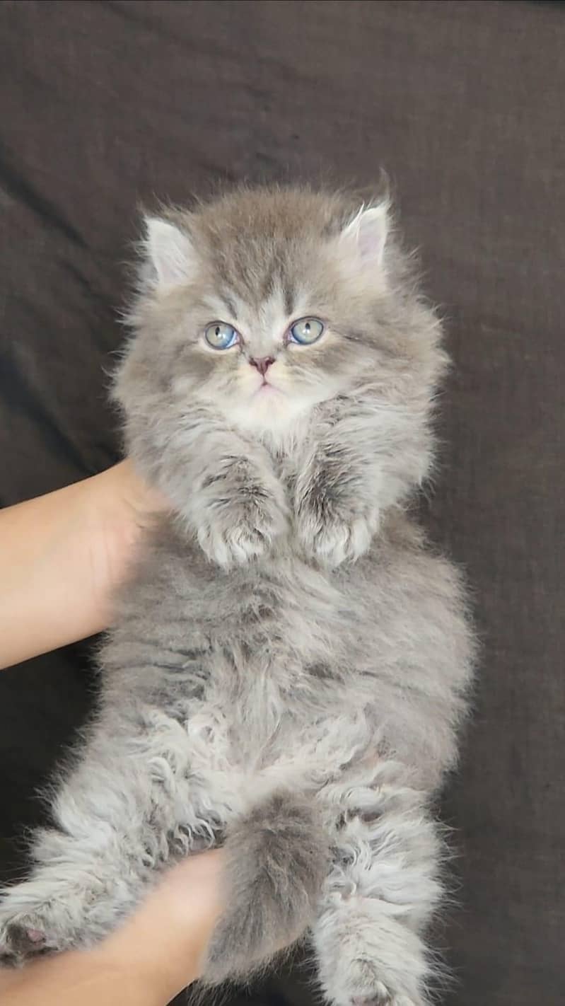 Persian kittens 0