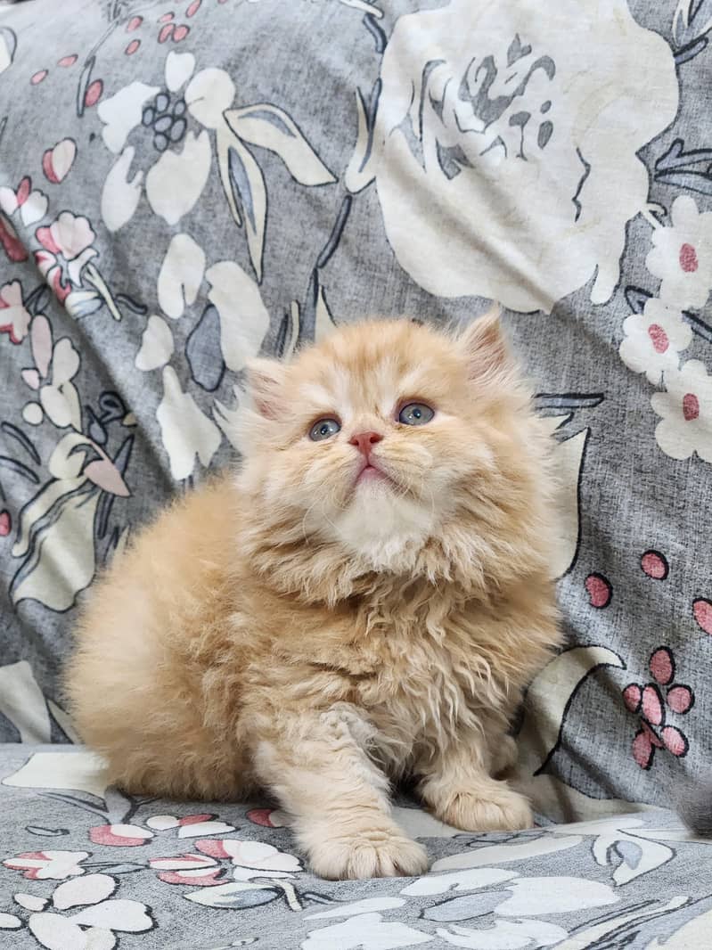 Persian kittens 2