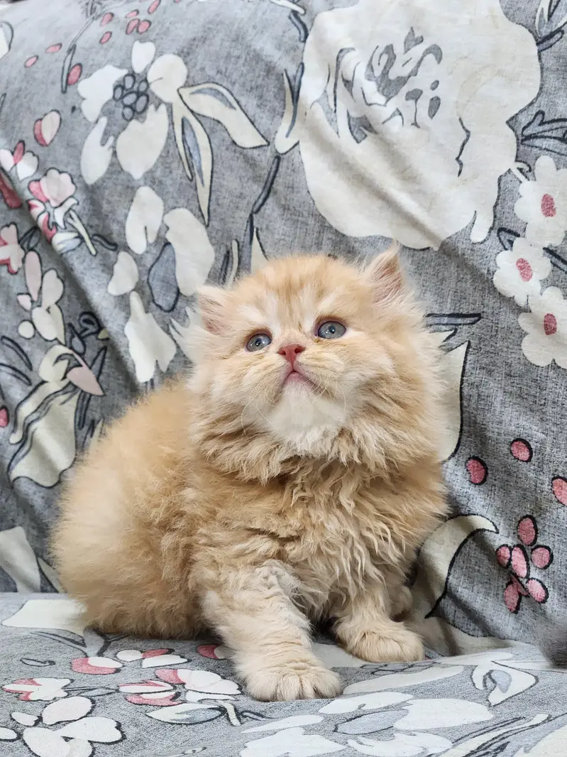 Persian kittens — photo 3