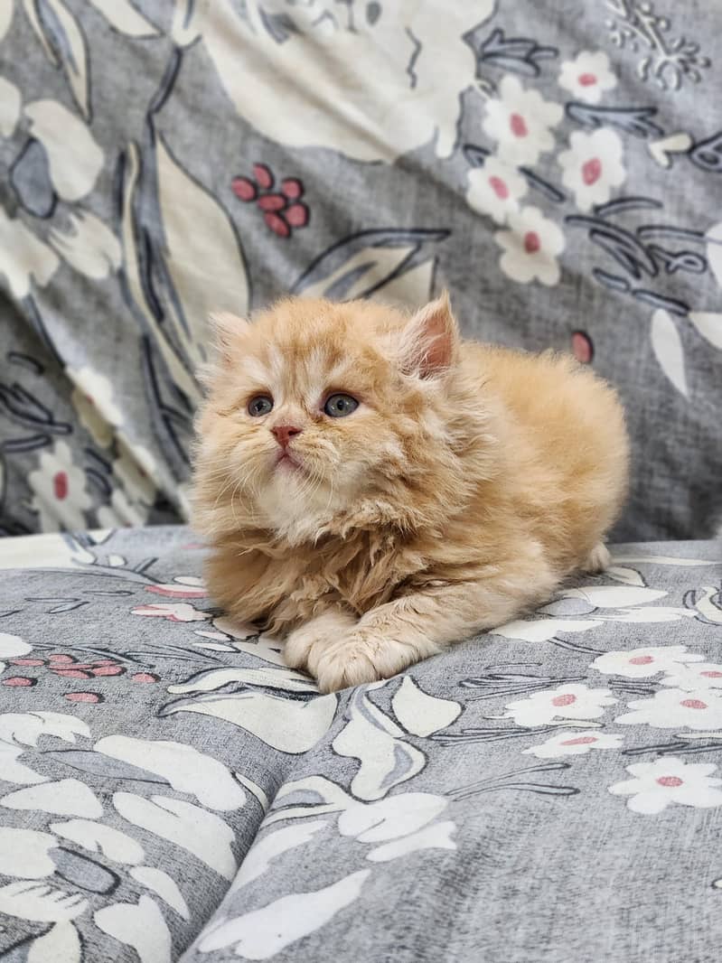 Persian kittens 4