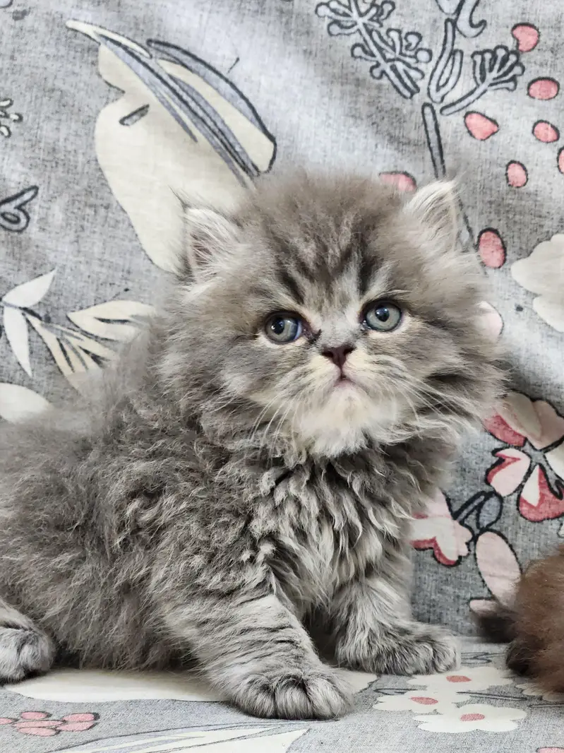 Persian kittens — photo 6