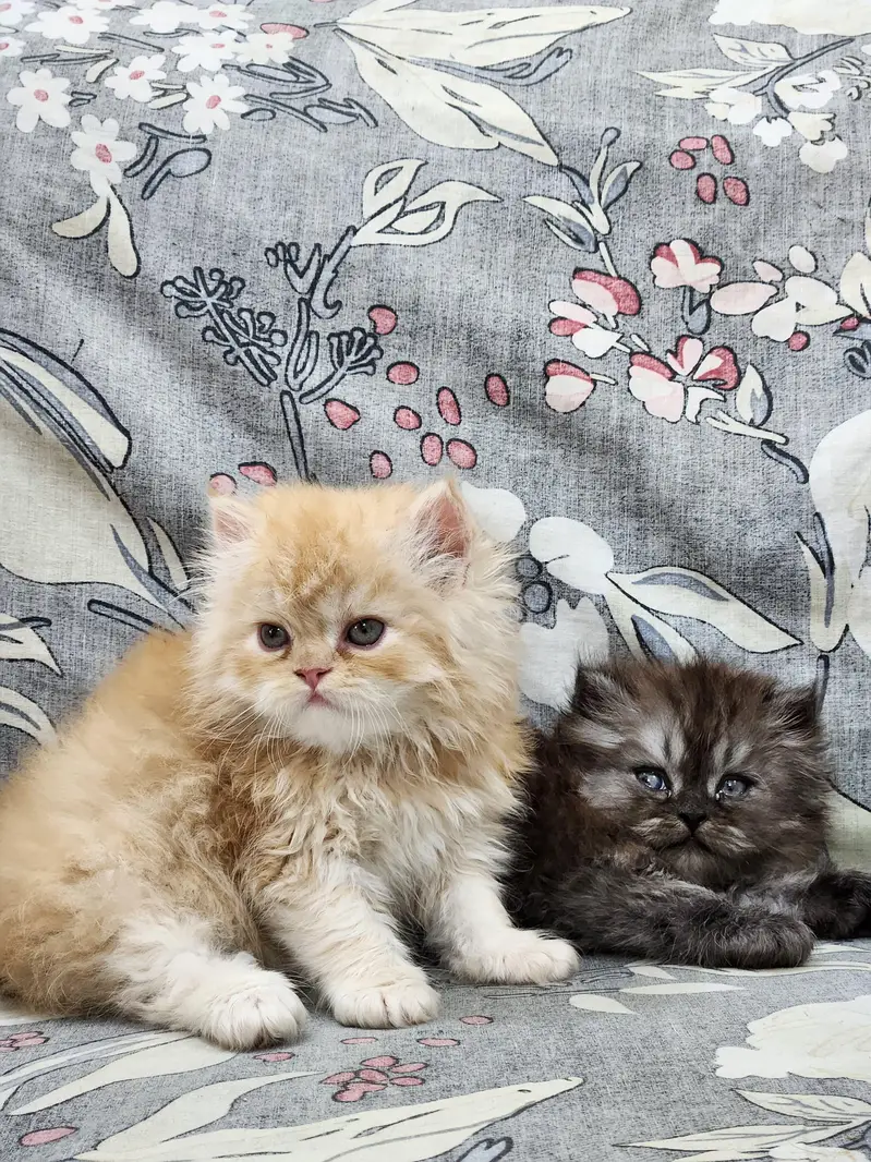 Persian kittens — photo 7