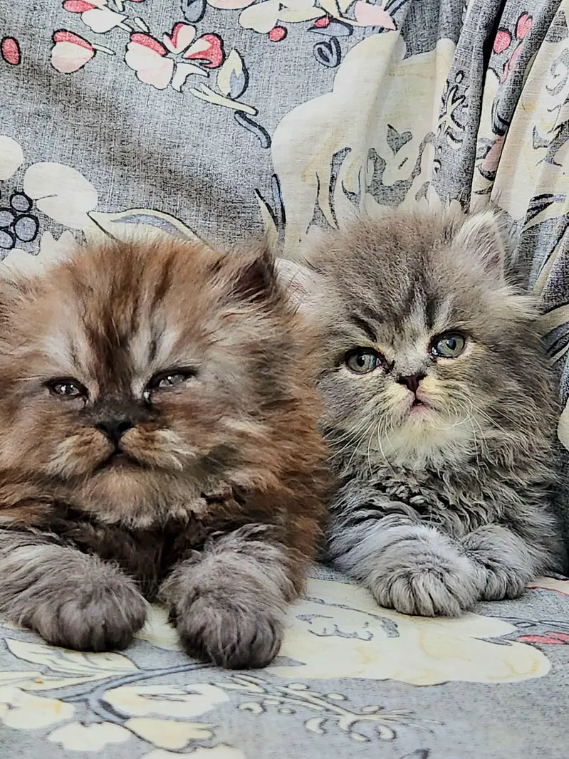 Persian kittens — photo 9