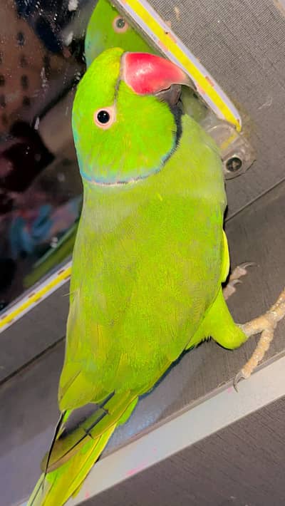 Ringneck parrot Hand tame Talking parrot