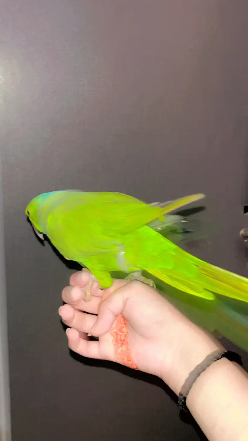 Ringneck parrot Hand tame Talking parrot — photo 2