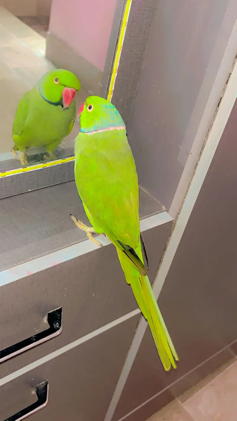Ringneck parrot Hand tame Talking parrot — photo 3