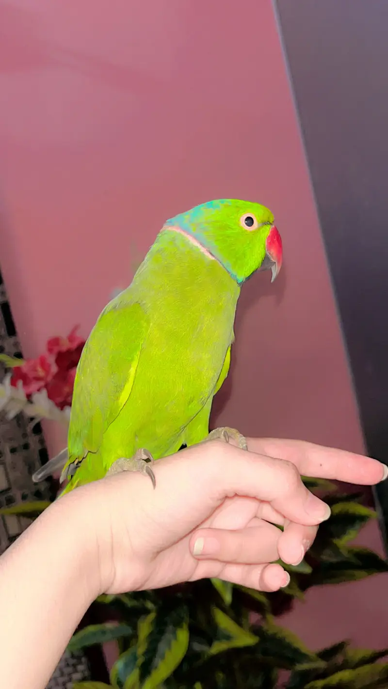 Ringneck parrot Hand tame Talking parrot — photo 4
