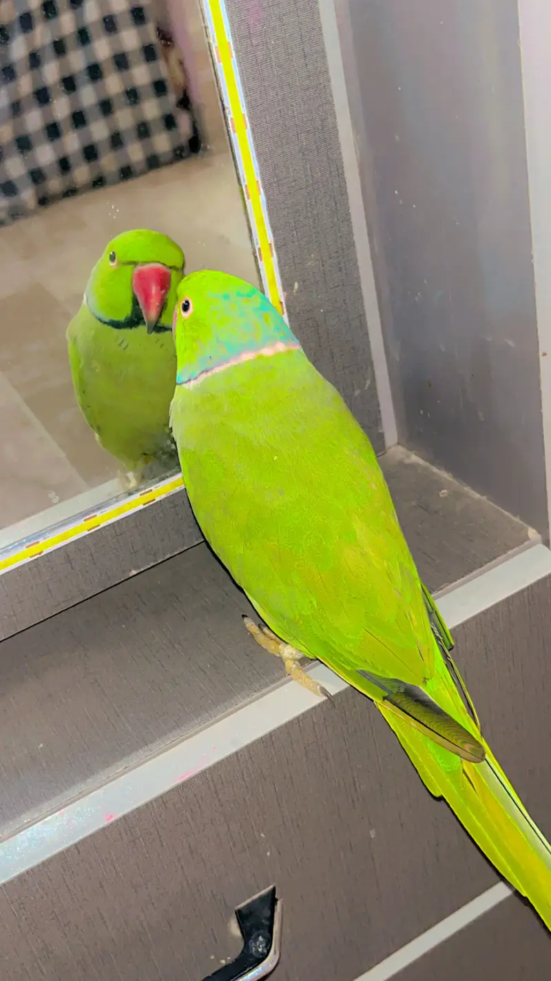 Ringneck parrot Hand tame Talking parrot — photo 5