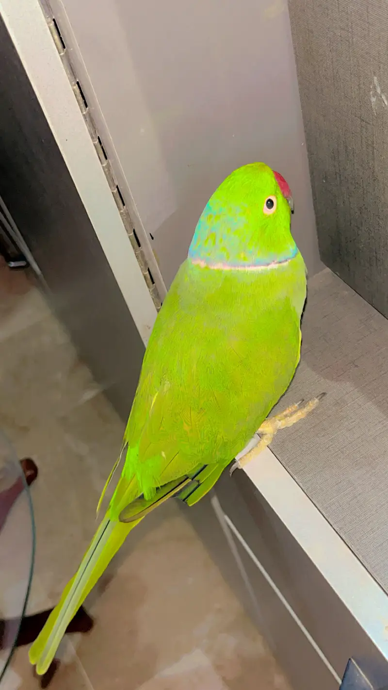 Ringneck parrot Hand tame Talking parrot — photo 6