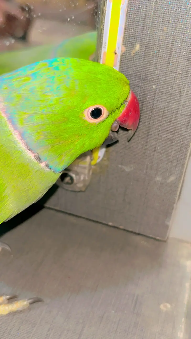 Ringneck parrot Hand tame Talking parrot — photo 7
