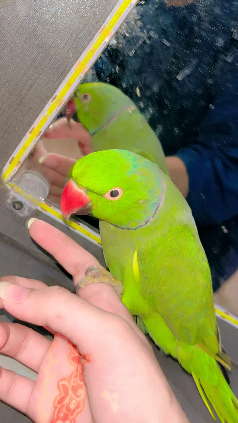 Ringneck parrot Hand tame Talking parrot — photo 8