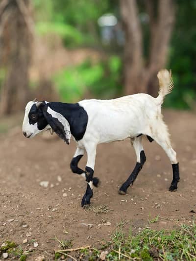 Cross Breed Bakra