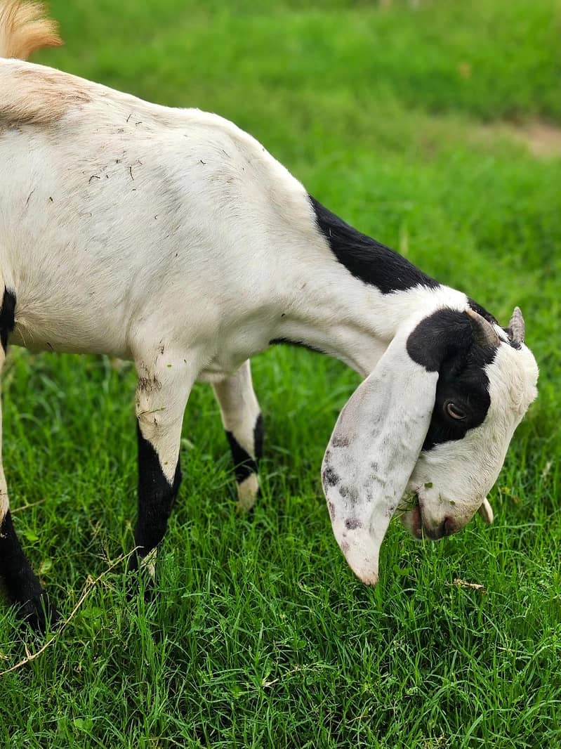 Cross Breed Bakra 1