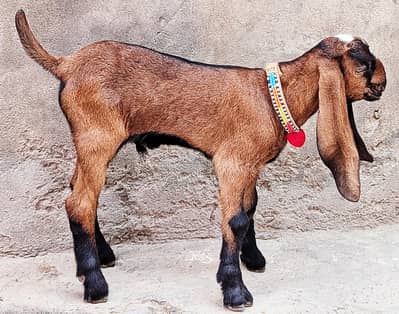 Nagra Beetal Pour Bareedar Male