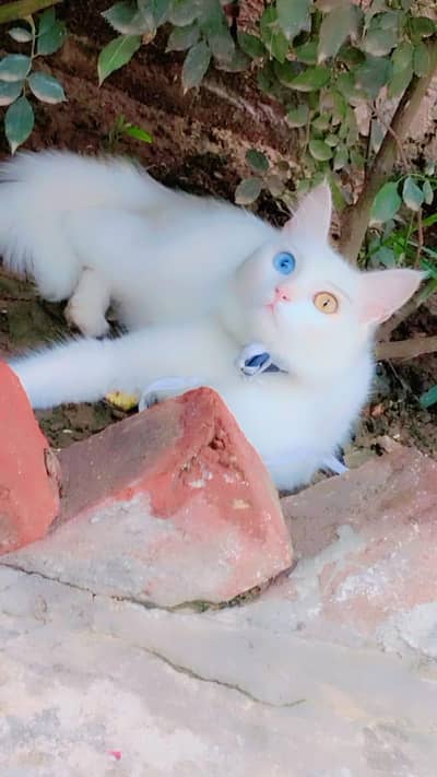 Persion odd eyes blue & yellow