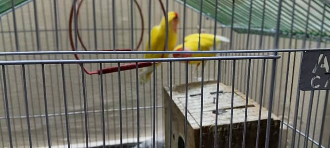 Pair of Parrots with Cage – Complete Set