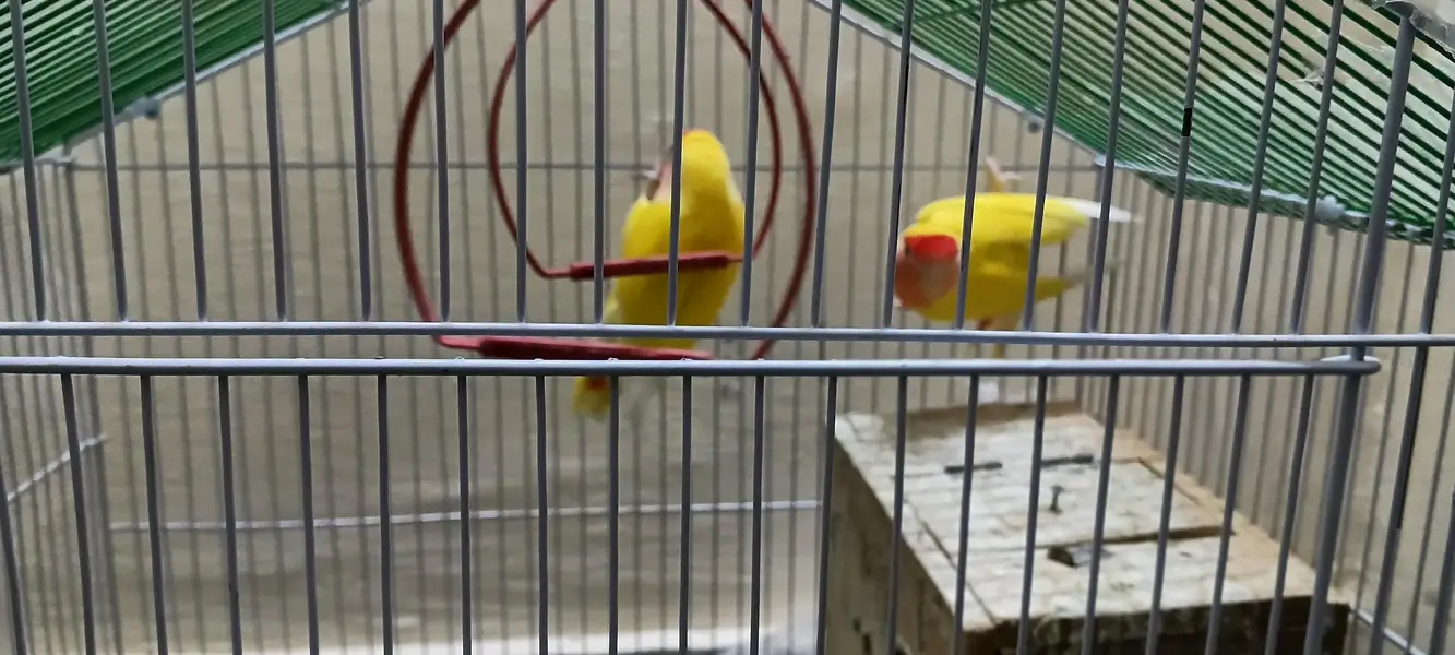 Pair of Parrots with Cage – Complete Set — photo 2