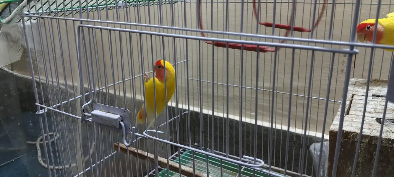 Pair of Parrots with Cage – Complete Set — photo 3