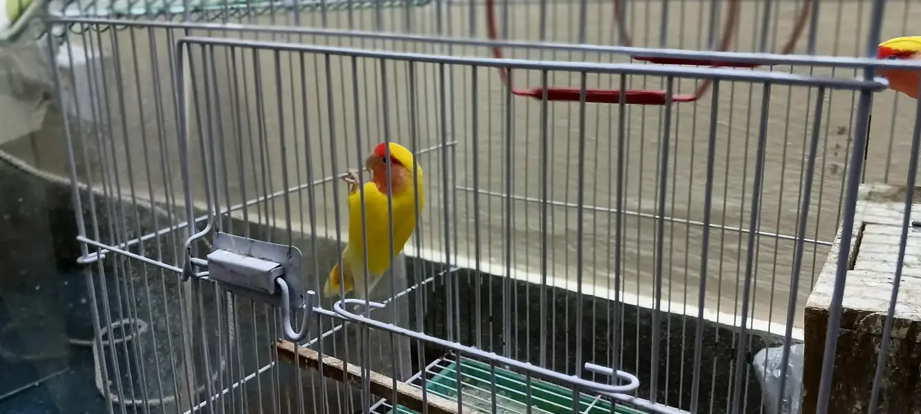 Pair of Parrots with Cage – Complete Set — photo 4