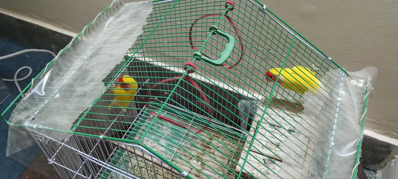 Pair of Parrots with Cage – Complete Set — photo 5