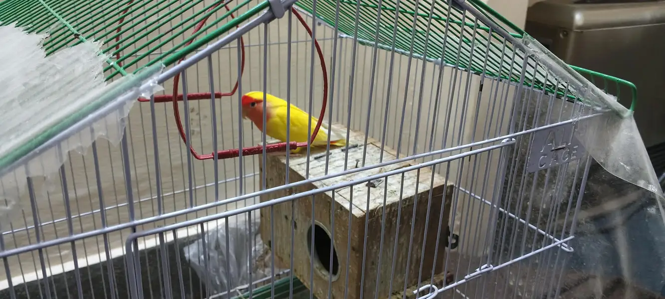 Pair of Parrots with Cage – Complete Set — photo 6