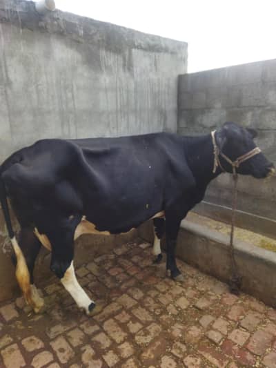 frizion jercy cross cow